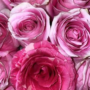 Meet your Posher, Abeer